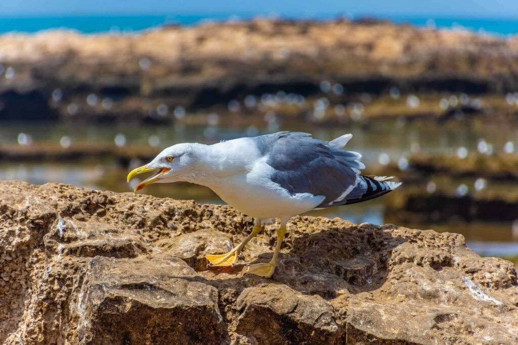 9 Days Morocco Cultural Private Tour from Marrakech to Fes